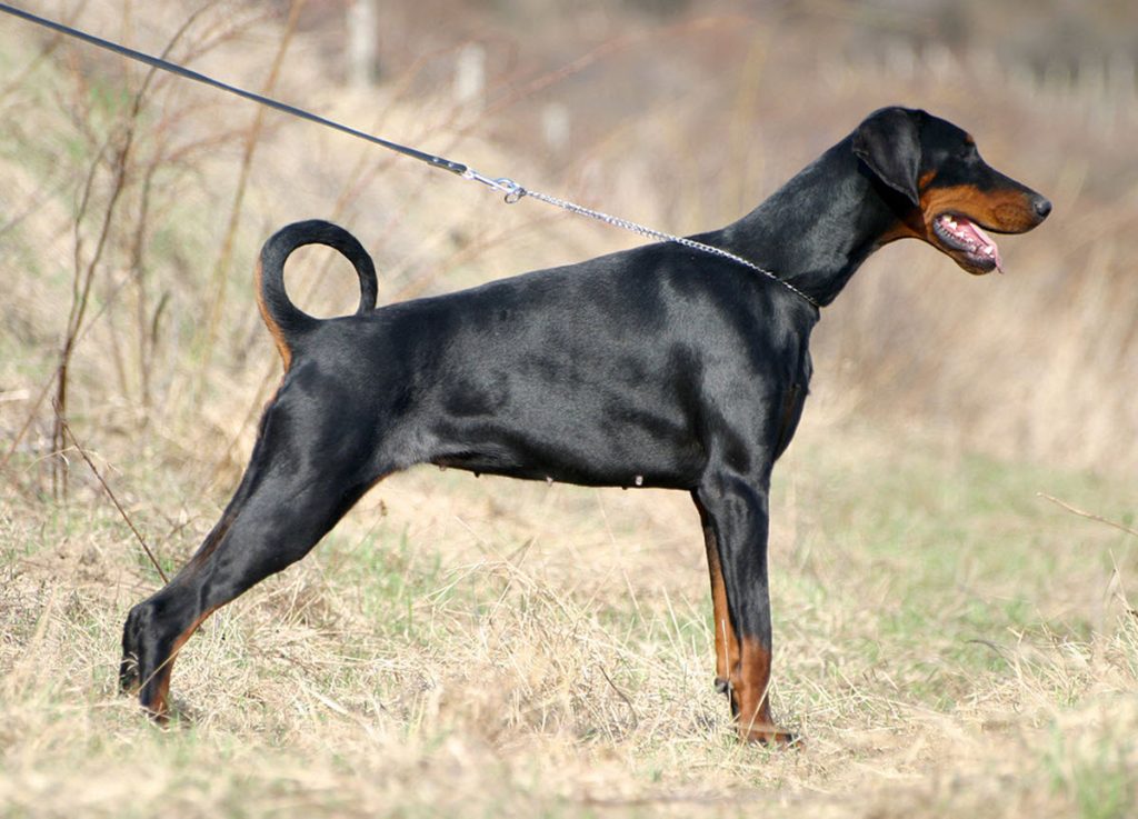 dobermann